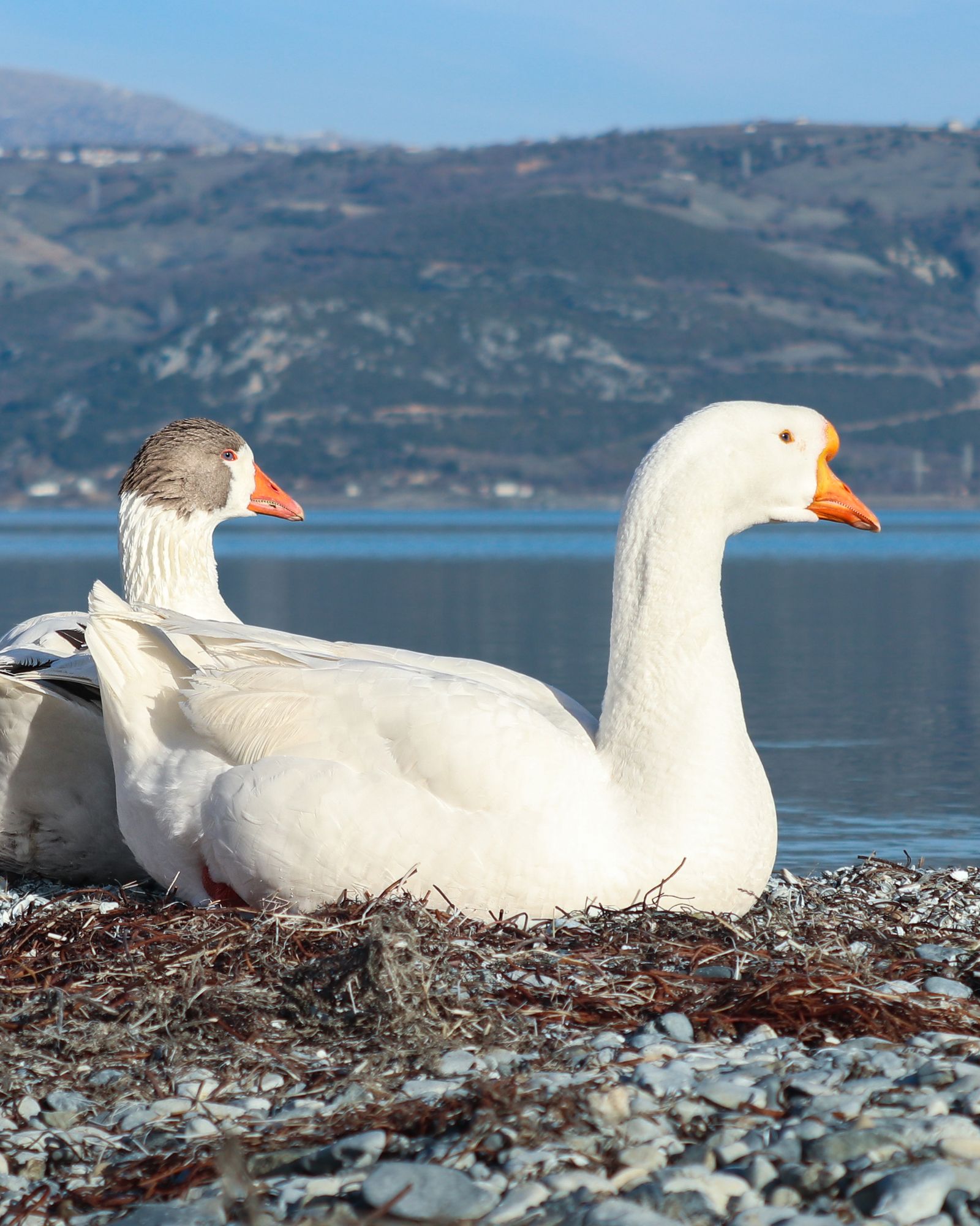Oche bianche davanti al lago e alle montagne