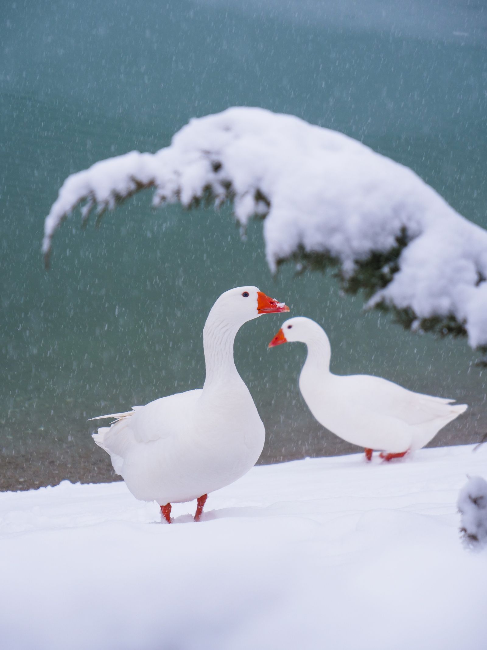 Due oche bianche nella neve
